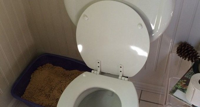 Quand appeler un plombier pour des toilettes bouchées ?